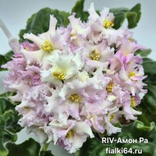 RIV-Амон Ра
